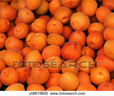 Fruits, nature, fresh, plum View Large Photo Image Stock Image - Fruits, nature, fresh, plum. Fotosearch