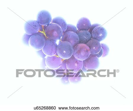 Fruits, nature, fresh, soft light, grapes View Large Photo Image Stock Image - Fruits, nature, fresh, soft light, grapes. Fotosearch