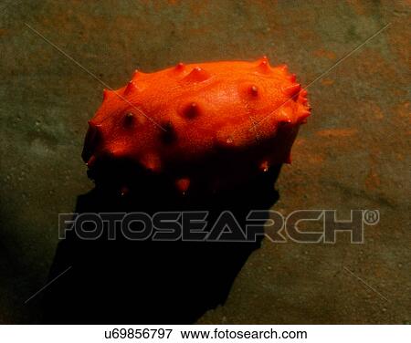 Stock Photo - Fruits, nature, fresh. Fotosearch