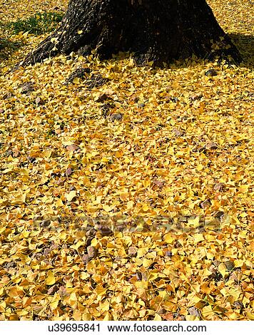 Stock Image - ground, nature, close-up, outdoors, scenery, autumn. Fotosearch