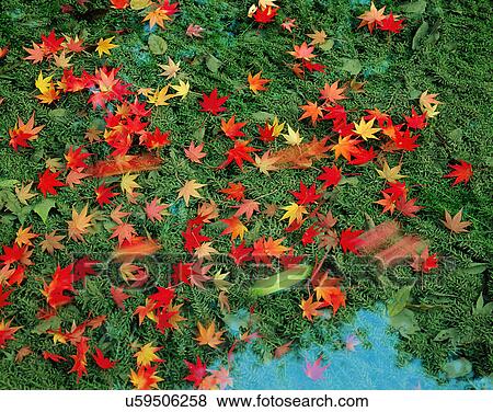 ground, nature, close-up, outdoors, scenery, autumn View Large Photo Image Stock Photo - ground, nature, close-up, outdoors, scenery, autumn. Fotosearch