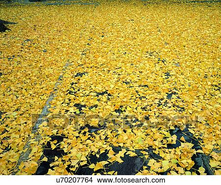 Picture - ground, nature, leaf, outdoors, scenery, autumn. Fotosearch