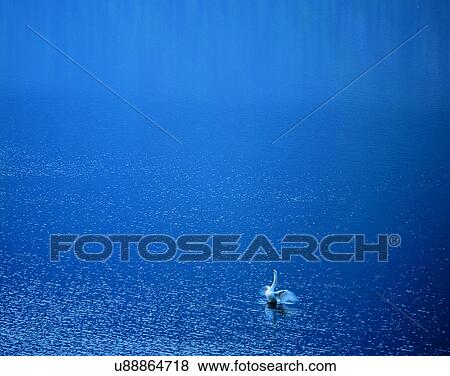 Stock Photo - lakeside, water, nature, bird, swan. Fotosearch