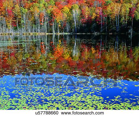 lakeside, water, nature, trees, autumn, reflection View Large Photo Image Stock Image - lakeside, water, nature, trees, autumn, reflection. Fotosearch