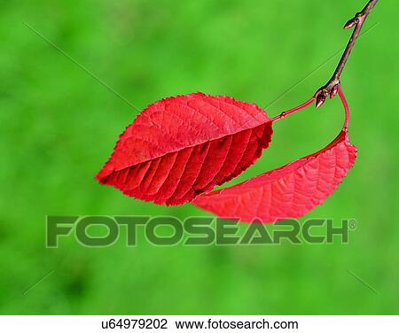 leaf, nature, close-up, outdoors, scenery, autumn View Large Photo Image Stock Image - leaf, nature, close-up, outdoors, scenery, autumn. Fotosearch