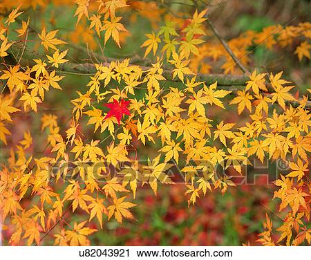 Stock Image - leaves, nature, braches, outdoors, scenery, autumn. Fotosearch