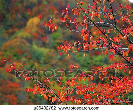 Stock Image - leaves, nature, branches, outdoors, scenery, autumn. Fotosearch