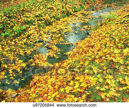 Picture - leaves, nature, close-up, outdoors, scenery, autumn. Fotosearch
