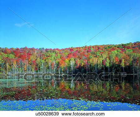 leaves, nature, forest, outdoors, scenery, autumn View Large Photo Image Stock Photo - leaves, nature, forest, outdoors, scenery, autumn. Fotosearch
