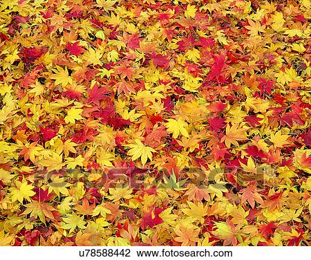 leaves, nature, ground, outdoors, scenery, autumn View Large Photo Image Stock Image - leaves, nature, ground, outdoors, scenery, autumn. Fotosearch