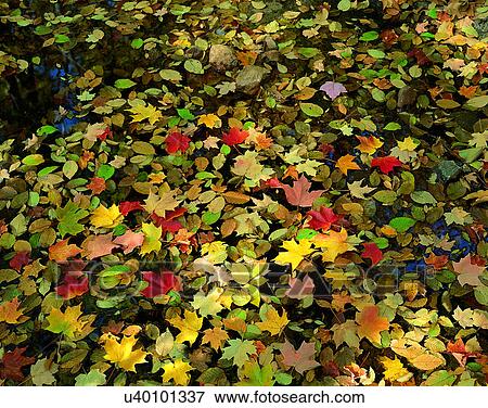 leaves, nature, ground, outdoors, scenery, autumn View Large Photo Image Stock Photo - leaves, nature, ground, outdoors, scenery, autumn. Fotosearch