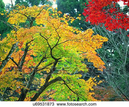 Stock Image - leaves, nature, trees, outdoors, scenery, autumn. Fotosearch