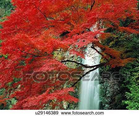 Stock Photo - leaves, nature, trees, outdoors, scenery, autumn. Fotosearch