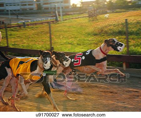 Stock Photo - Micronesia, tropical, outdoors, dogs, race track, racing. Fotosearch