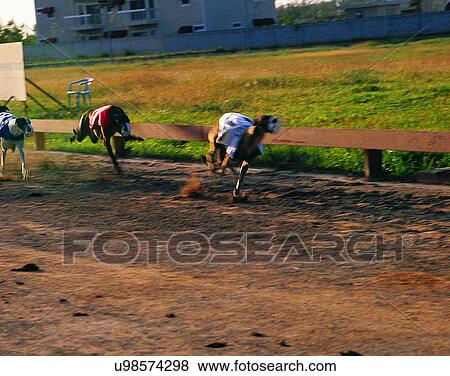 Micronesia, tropical, outdoors, dogs, race track, racing View Large Photo Image Stock Photo - Micronesia, tropical, outdoors, dogs, race track, racing. Fotosearch