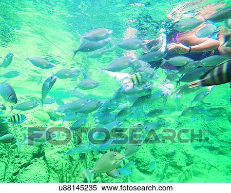 Stock Photography - Micronesia, tropical, outdoors, scenery, underwater, fish. Fotosearch