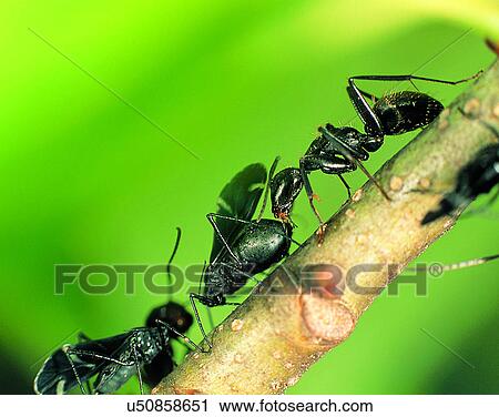 Stock Image - nature, close-up, plants, branches, insects, ants. Fotosearch