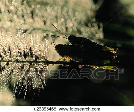 Stock Photography - nature, close-up, plants, branches, sun, shadows. Fotosearch
