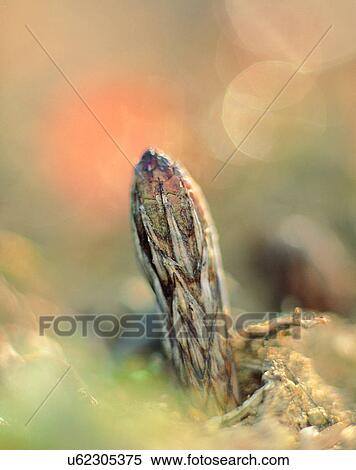 Stock Photography - nature, close-up, plants, bud, ground, brown. Fotosearch