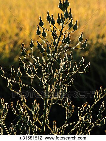 Stock Image - nature, close-up, plants, buds, branches. Fotosearch