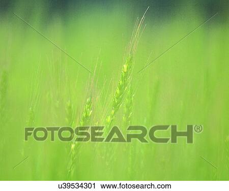 nature, close-up, plants, field, wheat, grass View Large Photo Image Stock Image - nature, close-up, plants, field, wheat, grass. Fotosearch