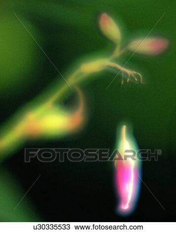 Stock Image - nature, close-up, plants, flowers, bud. Fotosearch