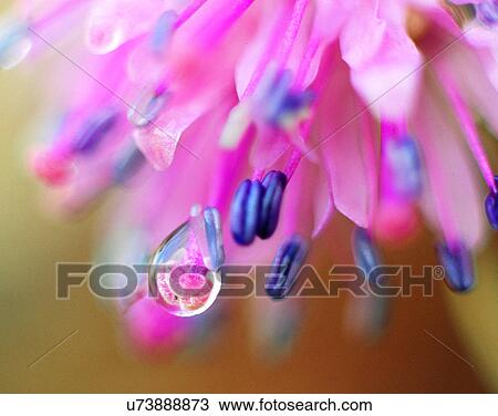 nature, close-up, plants, flowers, buds View Large Photo Image Stock Image - nature, close-up, plants, flowers, buds. Fotosearch