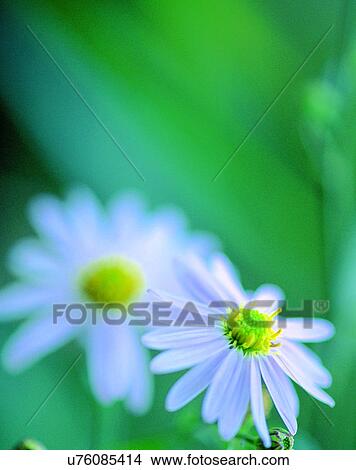nature, close-up, plants, flowers, daisies, petals View Large Photo Image Picture - nature, close-up, plants, flowers, daisies, petals. Fotosearch