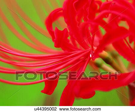 nature, close-up, plants, flowers, petals, red View Large Photo Image Stock Image - nature, close-up, plants, flowers, petals, red. Fotosearch