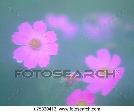 nature, close-up, plants, flowers, pink, soft View Large Photo Image Stock Image - nature, close-up, plants, flowers, pink, soft. Fotosearch