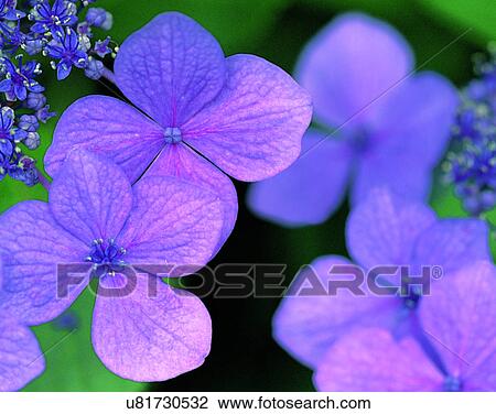 Stock Image - nature, close-up, plants, flowers, petals. Fotosearch
