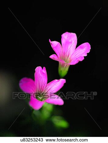 Stock Image - nature, close-up, plants, flowers, petals, pink. Fotosearch