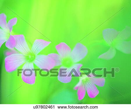 nature, close-up, plants, flowers, petals View Large Photo Image Stock Image - nature, close-up, plants, flowers, petals. Fotosearch