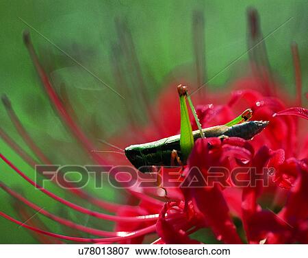 Stock Photo - nature, close-up, plants, flowers, petals. Fotosearch