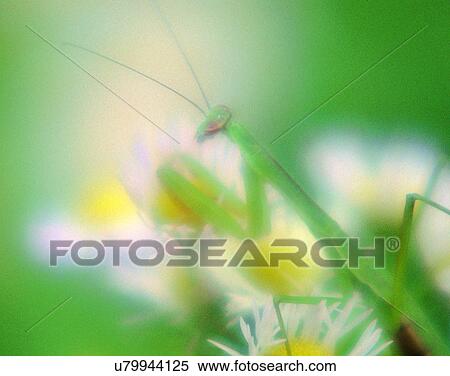 nature, close-up, plants, flowers, daisies, insects View Large Photo Image Stock Photography - nature, close-up, plants, flowers, daisies, insects. Fotosearch