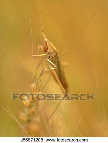 nature, close-up, plants, insect, climbing, grasshopper View Large Photo Image Stock Photo - nature, close-up, plants, insect, climbing, grasshopper. Fotosearch