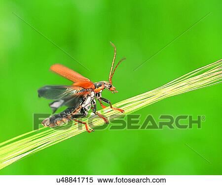 Stock Photography - nature, close-up, plants, insect, climbing, wings. Fotosearch