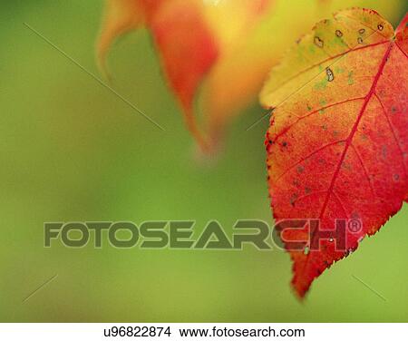 nature, close-up, plants leaves, autumn View Large Photo Image Picture - nature, close-up, plants leaves, autumn. Fotosearch