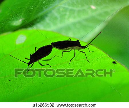 Stock Image - nature, close-up, plants, leaves, dew, insects. Fotosearch