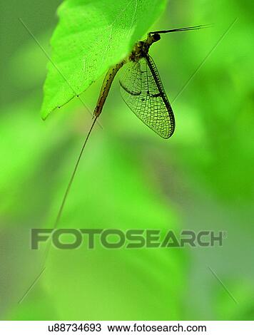 nature, close-up, plants leaves, green, insect, dragonfly View Large Photo Image Stock Image - nature, close-up, plants leaves, green, insect, dragonfly. Fotosearch