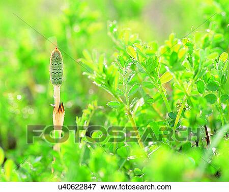 nature, close-up, plants leaves, green, sunlight, buds View Large Photo Image Stock Photo - nature, close-up, plants leaves, green, sunlight, buds. Fotosearch