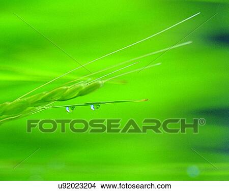 nature, close-up, plants, leaves, water, dew View Large Photo Image Picture - nature, close-up, plants, leaves, water, dew. Fotosearch