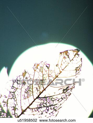 Stock Image - nature, close-up, plants, leaves, eaten, sunlight. Fotosearch