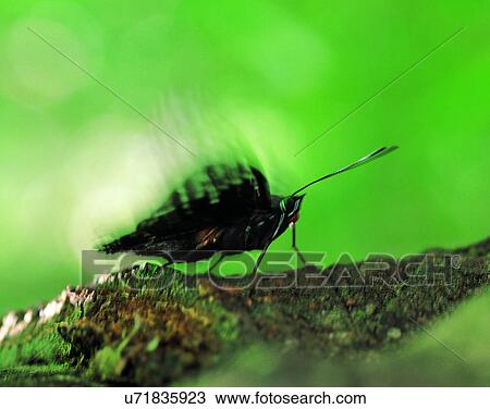 nature, close-up, plants, leaves, branch, wood View Large Photo Image Stock Image - nature, close-up, plants, leaves, branch, wood. Fotosearch