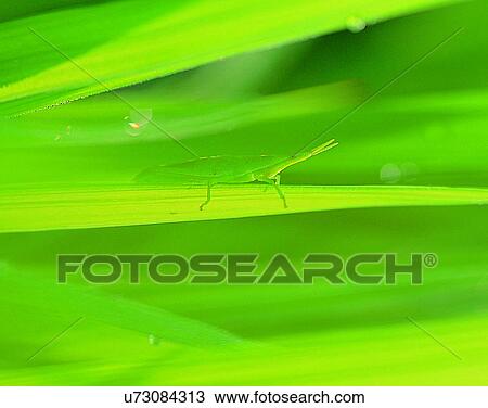 Stock Image - nature, close-up, plants, leaves, water, dew. Fotosearch
