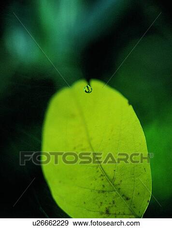 Stock Photo - nature, close-up, plants, leaves, water, dew. Fotosearch
