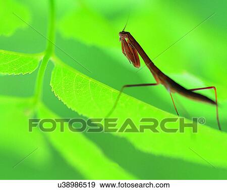 Stock Photo - nature, close-up, plants, leaves, insect, praying mantis. Fotosearch