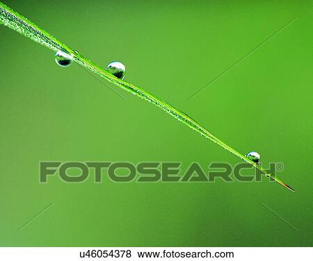 Stock Photo - nature, close-up, plants, leaves, green, tip. Fotosearch