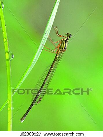 Stock Photo - nature, close-up, plants, leaves, water, dew. Fotosearch