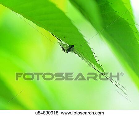 Stock Photo - nature, close-up, plants, leaves, green, insect. Fotosearch